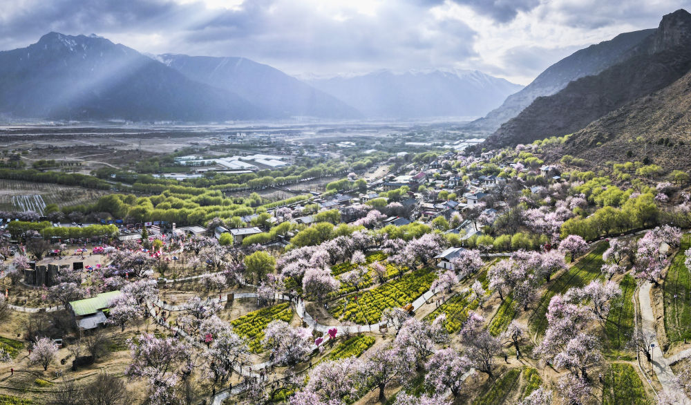 嘎拉村桃花（無人機照片）。嘎拉村緊鄰川藏公路，被稱為西藏“桃花第一村”。圖片來源 新華社